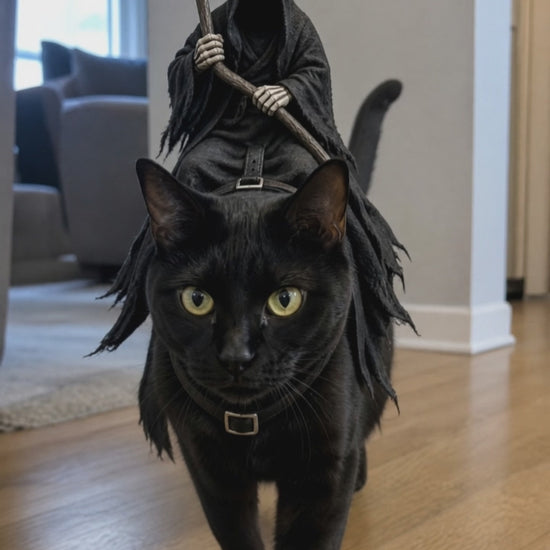 Black cat wearing Grim Rider reaper costume, front view walking toward camera